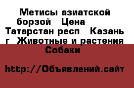 Метисы азиатской борзой › Цена ­ 100 - Татарстан респ., Казань г. Животные и растения » Собаки   